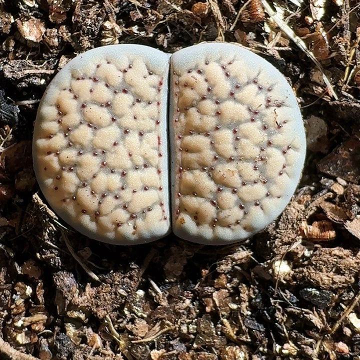 生石花1111111111。   163