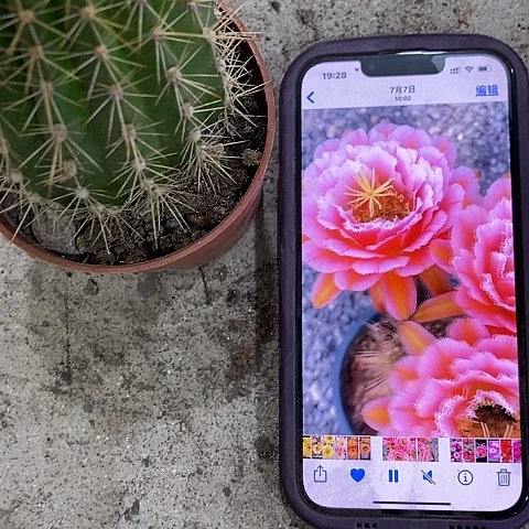 粉桃仙人球，2578990