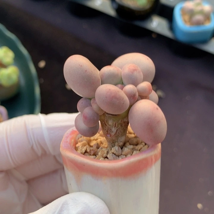 红宝石奶酪 脑袋多 木质老桩