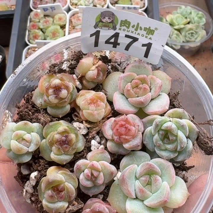 多肉植物多肉植物