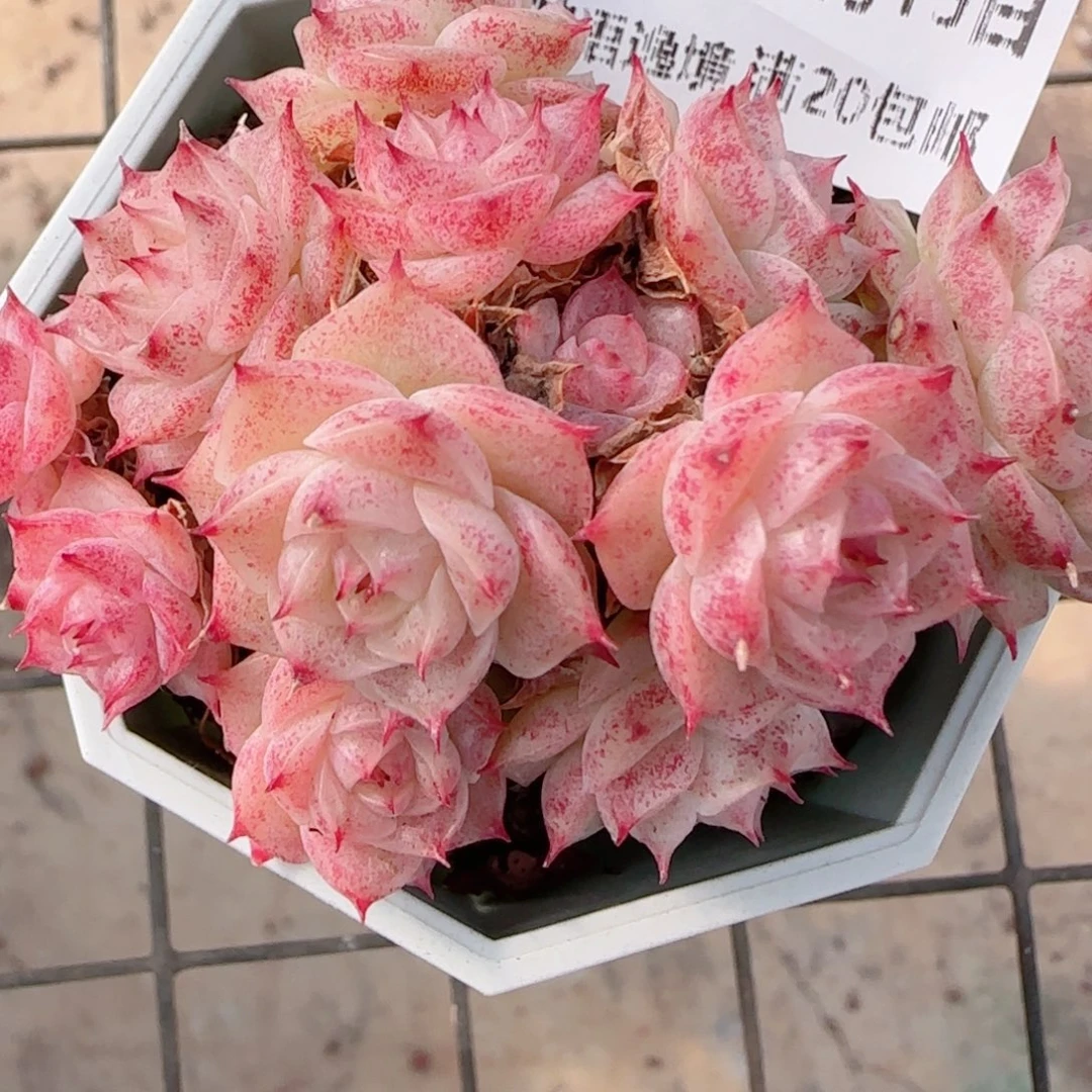 花语多肉1215-152散开播福利