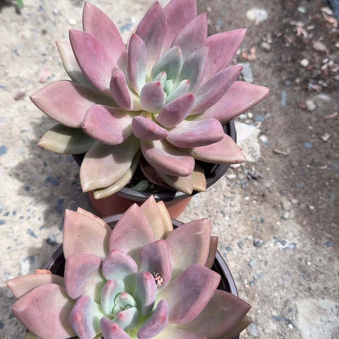 单头桃花源多肉植物