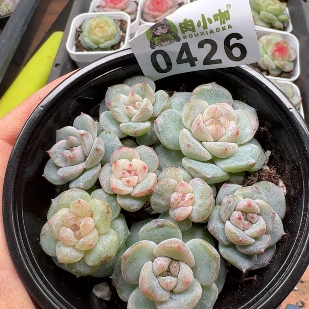 多肉植物多肉植物