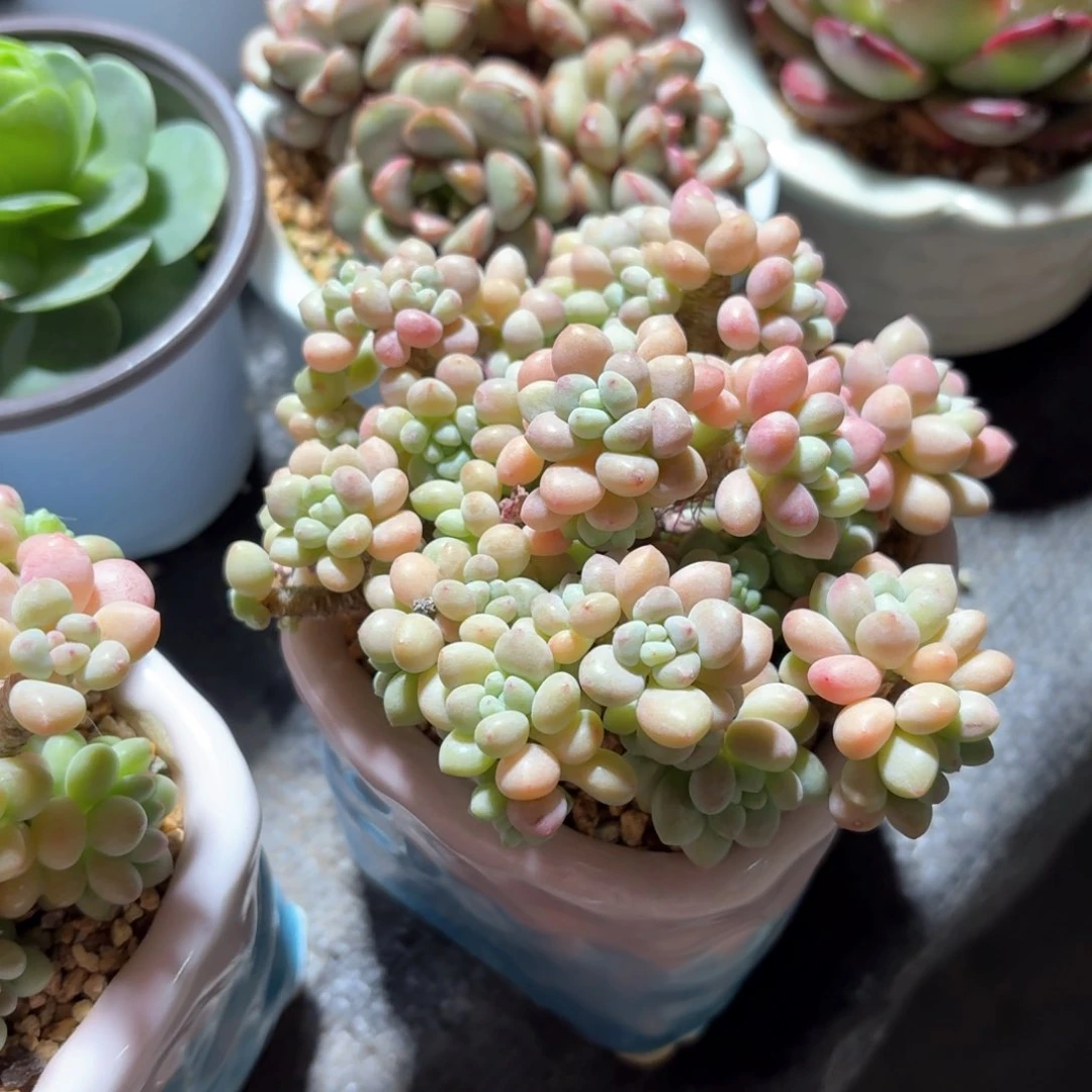 鱼子酱多肉蓝粉色手捏盆