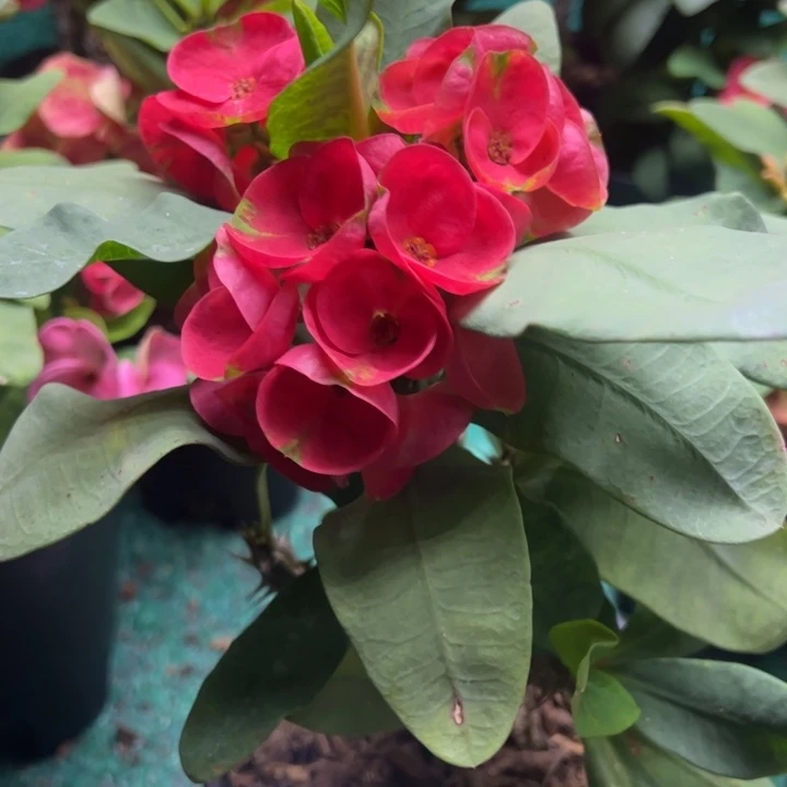 泰品扦插一物一拍