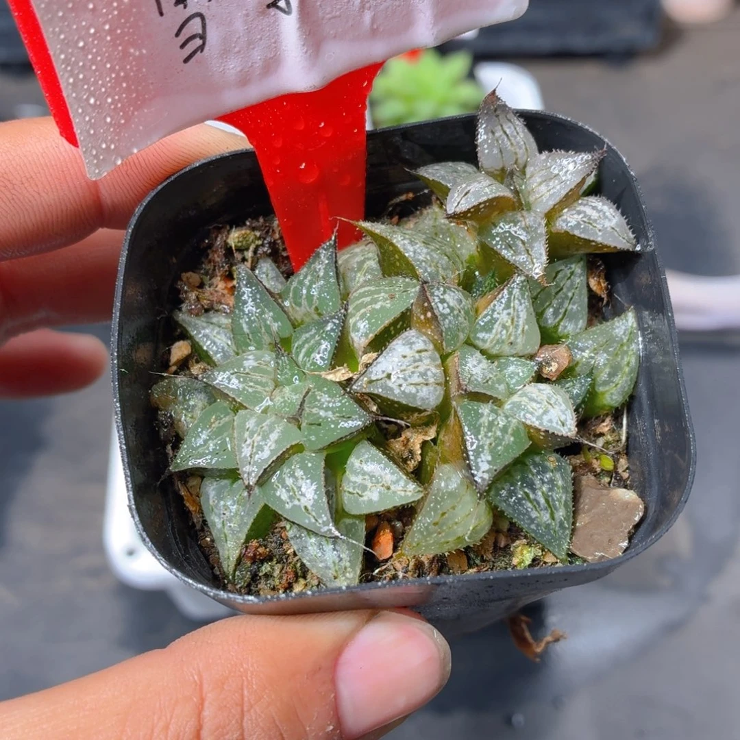 孤品雪景色多肉9.9包邮发货