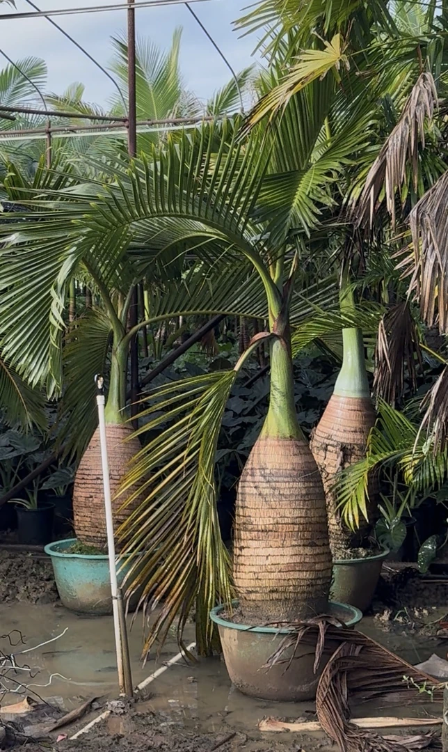 酒瓶椰子巨浪海芋圆叶轴榈芭蕉树盆栽网红高端热带棕榈植物