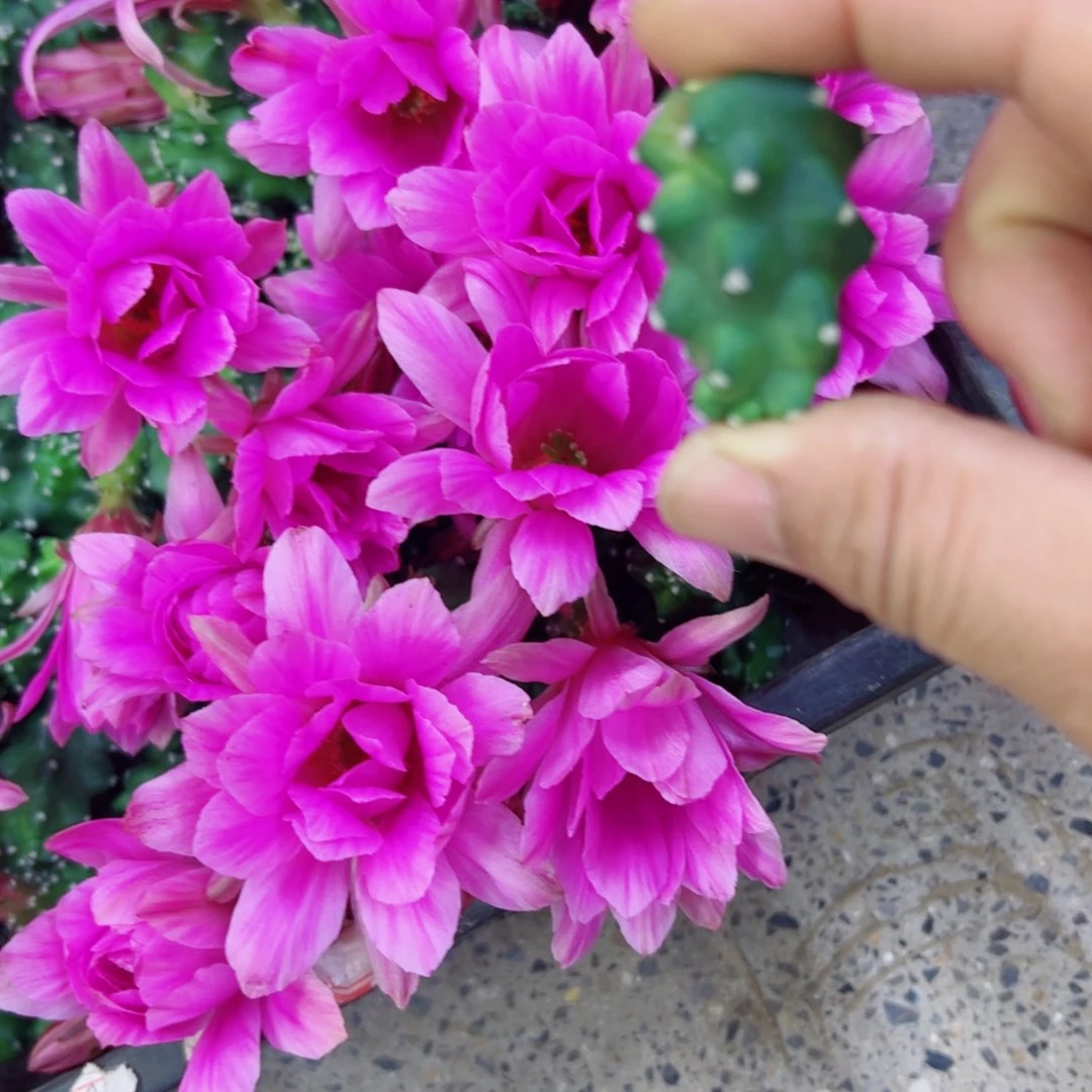 下1粉色水仙情郎2个软无根侧芽2一3公分左右20包邮