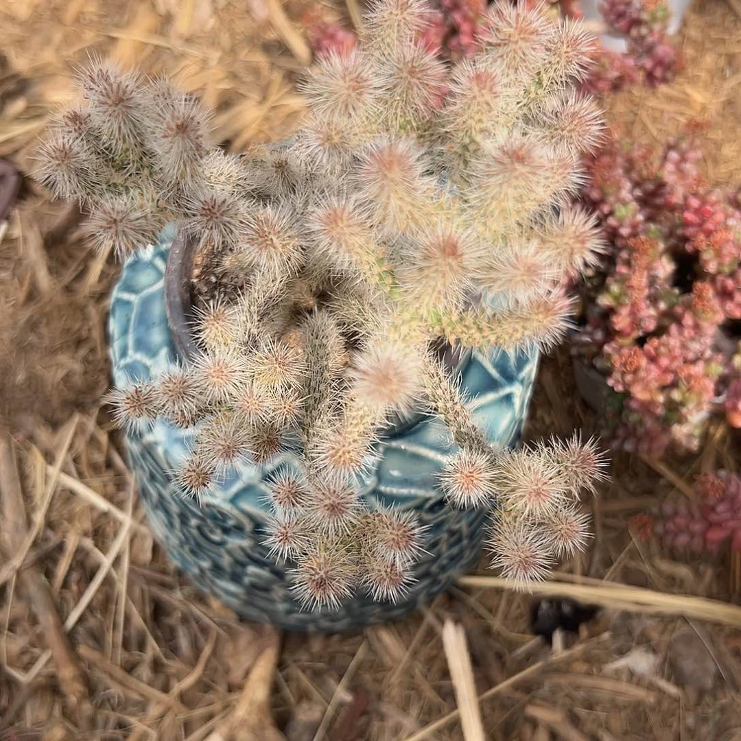 多肉植物松鼠团扇