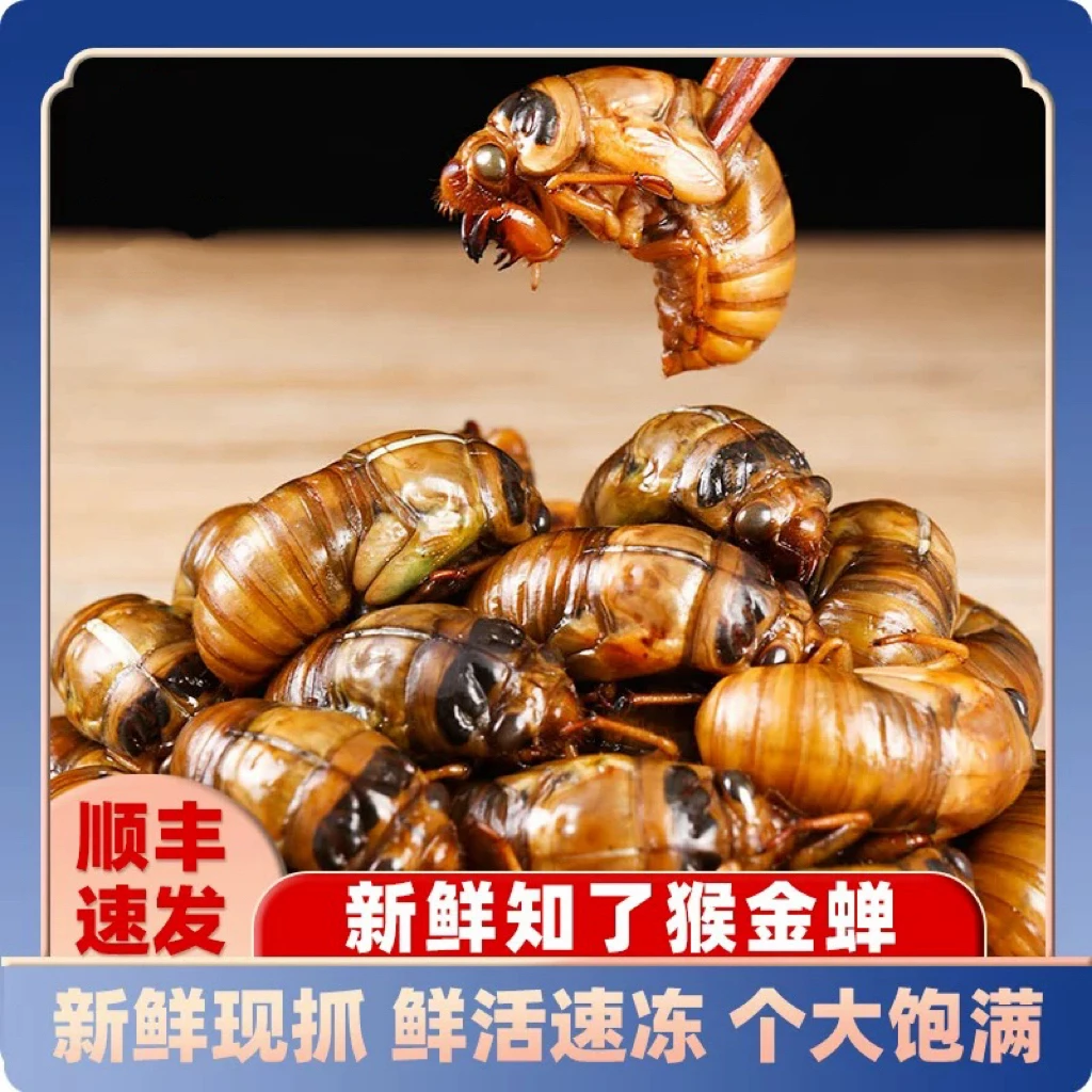 知了猴2025新鲜金蝉蝉蛹活体速冻非即食蚕蛹爬叉猴结了鬼顺丰包邮