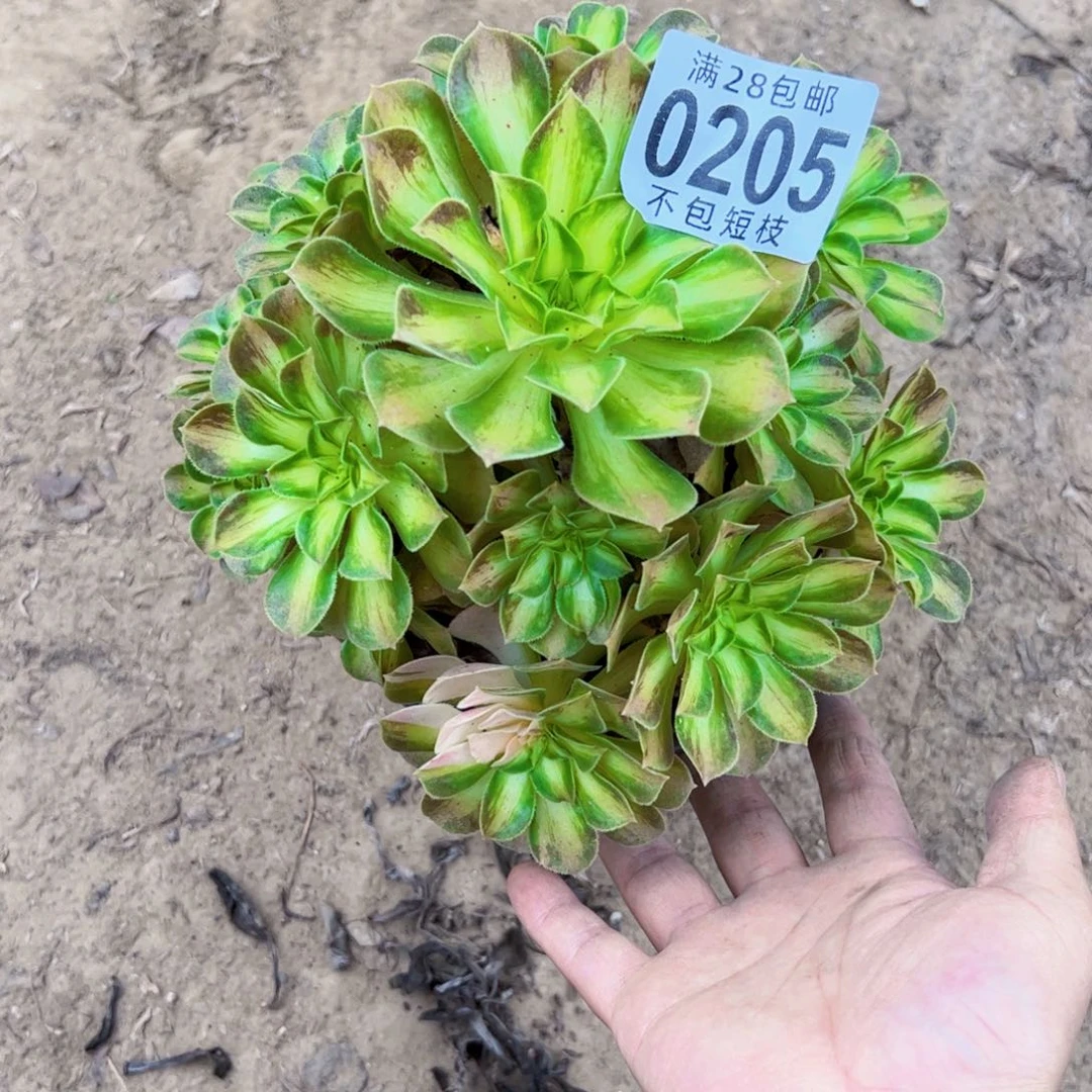 0205韶华多肉植物法师