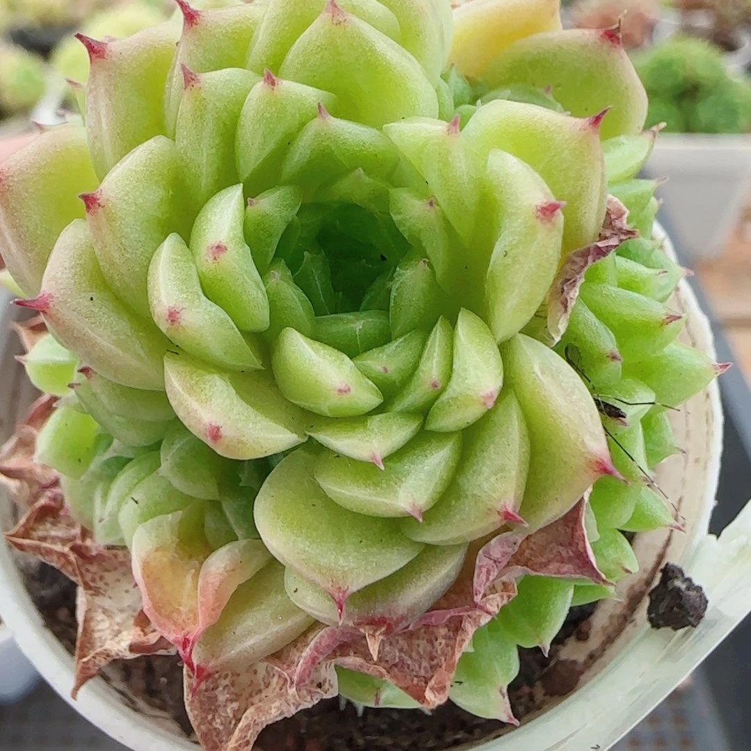 花语逸镜0727-209散