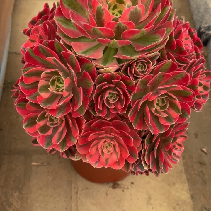 我***吖粉女巫捧花077肉肉