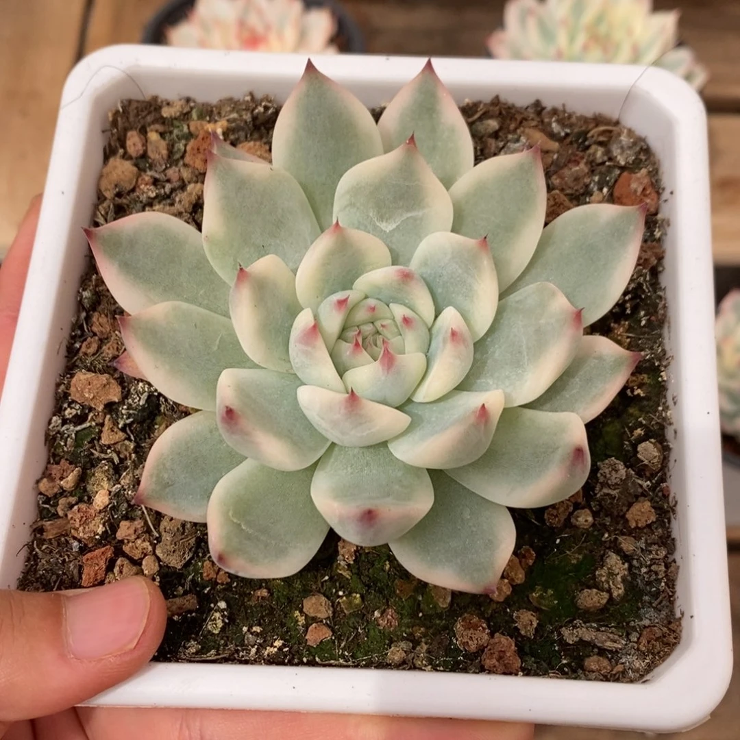 吉娃娃锦多肉植物9140