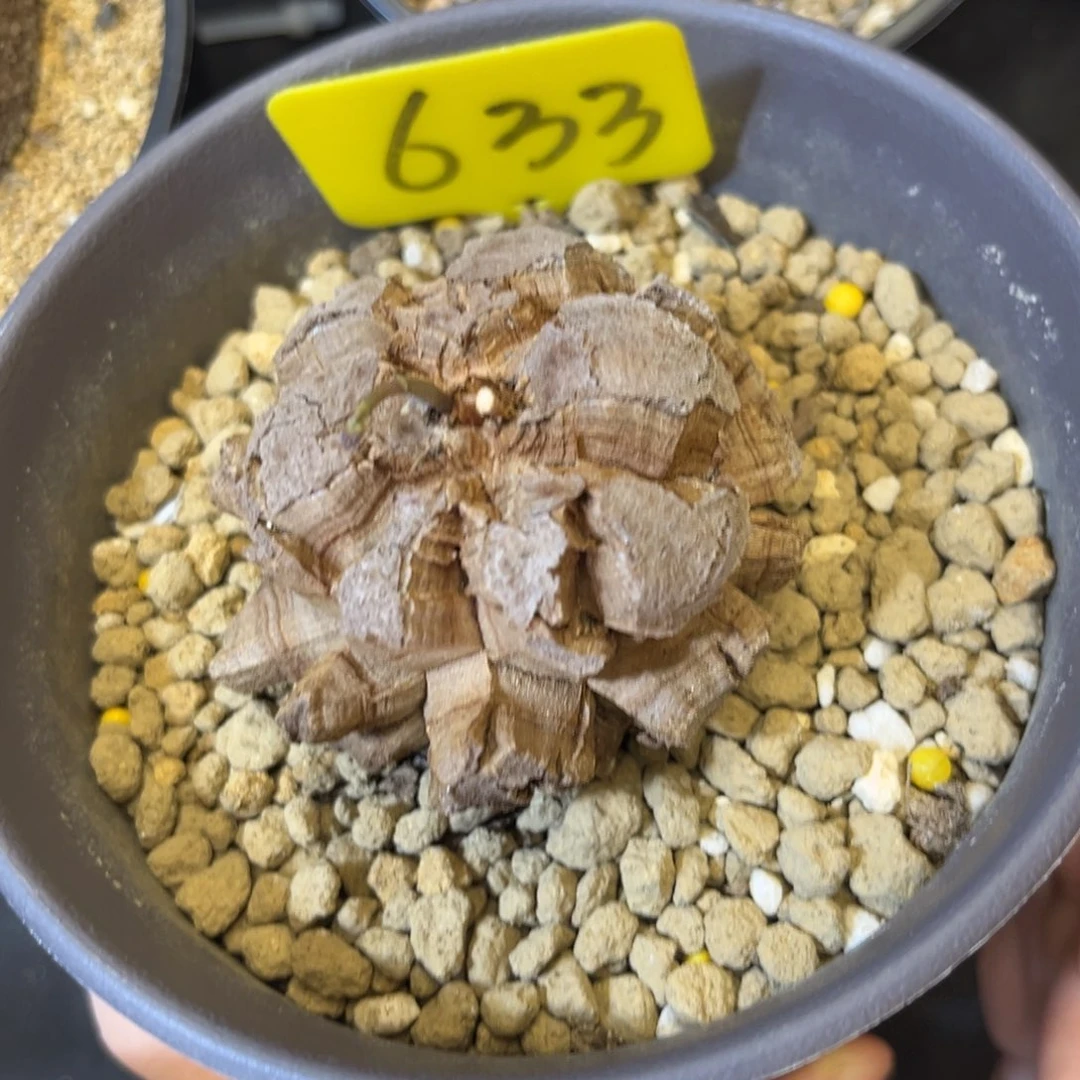 633龟甲龙6.5公分