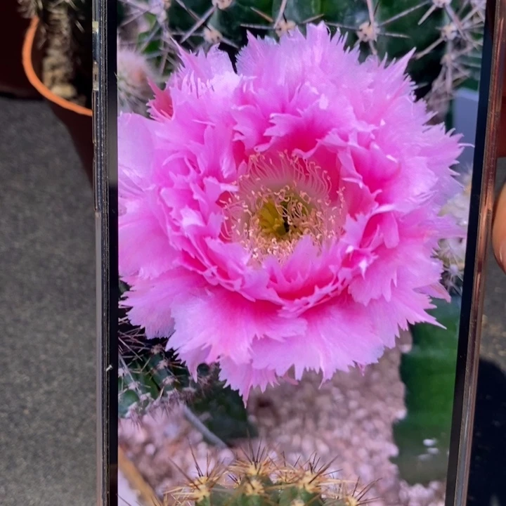 香香3号羽毛侧芽3.5公分左右
