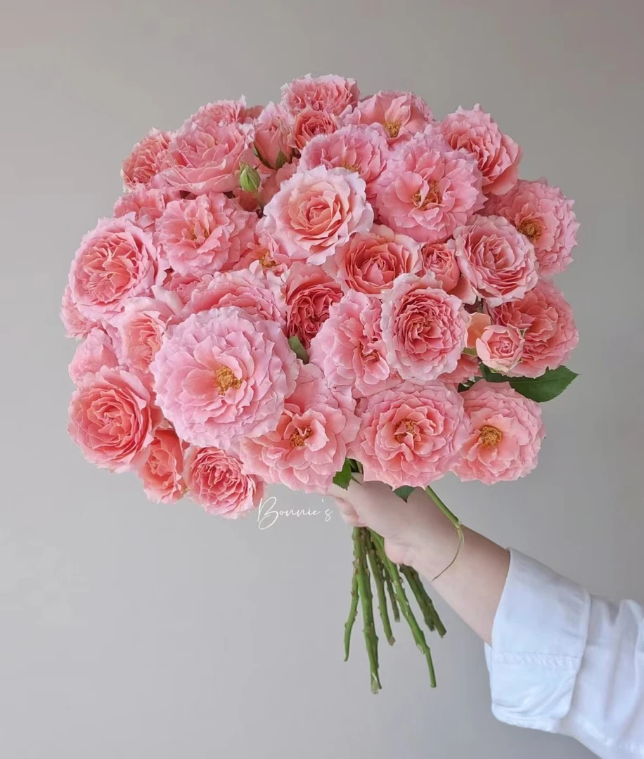 粉色拉拉队多头玫瑰云南昆明基地直发新鲜插花家用水养鲜花