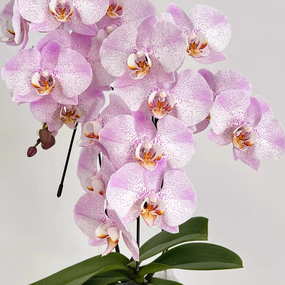 蝴蝶兰【奥尔堡】大花丰花型2.8寸花苗