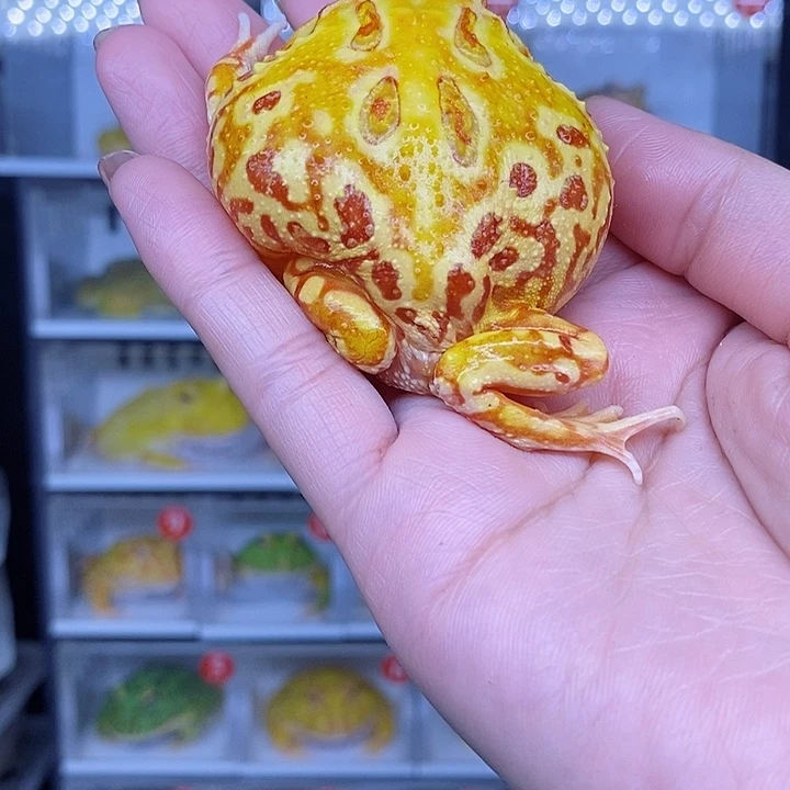特价秒杀现货特价黄金