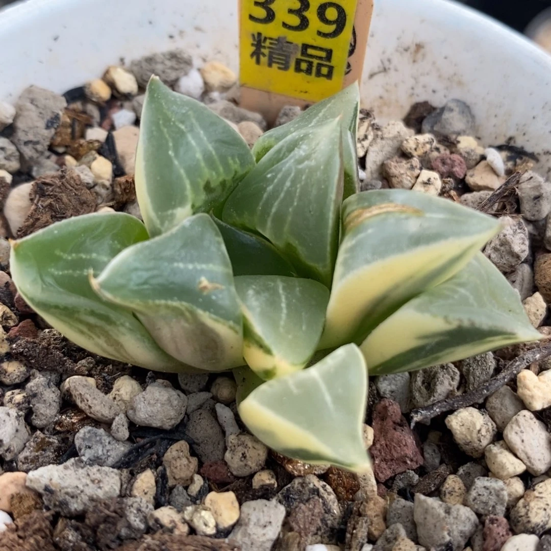 339实生寿锦一物一拍裸根侧芽
