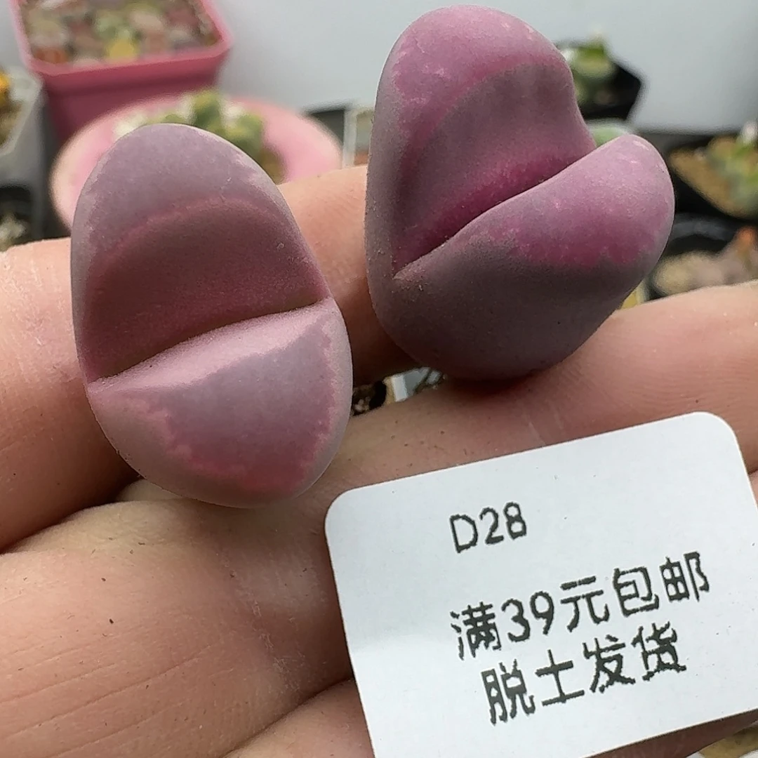 28哈哈哈哈哈哈哈