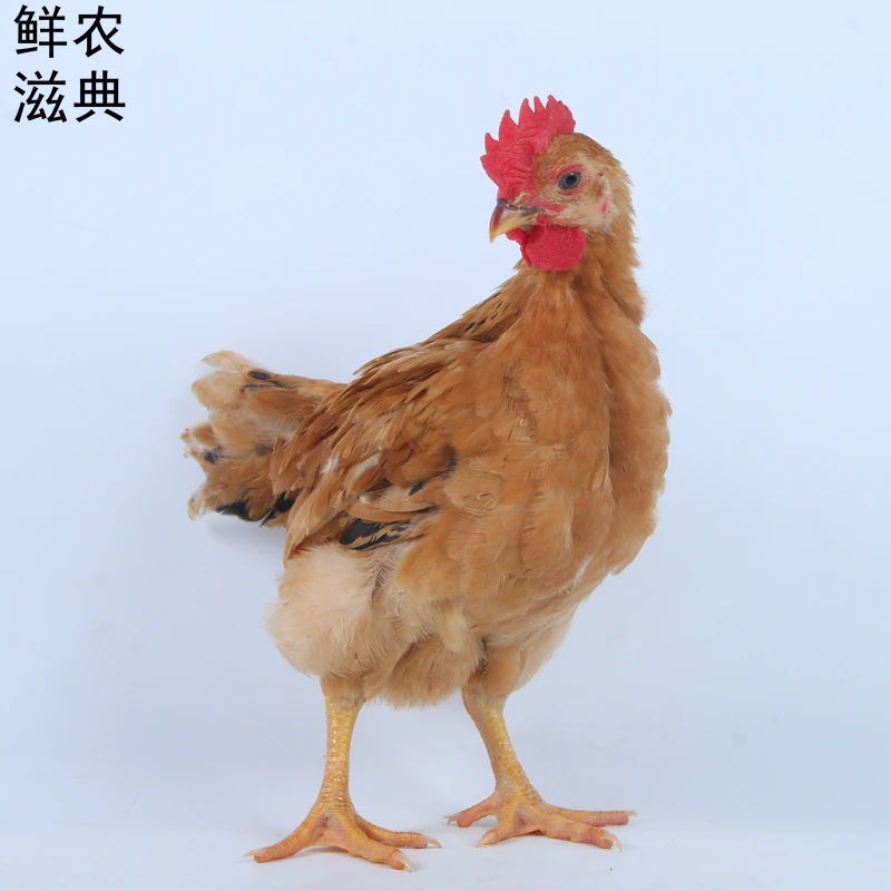 鲜农滋典低温培育正宗农家散养九斤红红玉380宠物鸡大公鸡