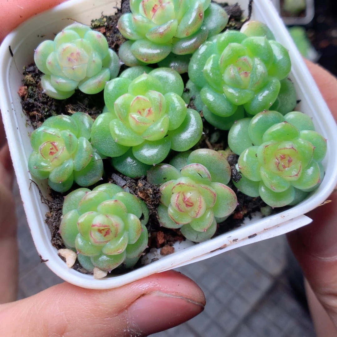 无花朵S12yyyyyyyyy