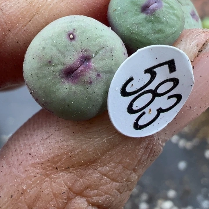 583号满30包邮111111111