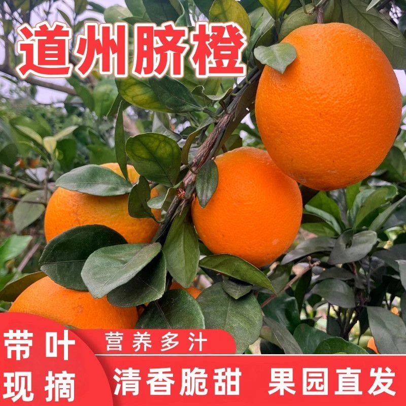 正宗道州脐橙湖南永州新鲜现摘应季孕妇水果中果65-70MM10斤包邮
