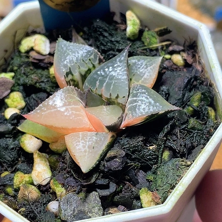 753酒吞锦特选福利