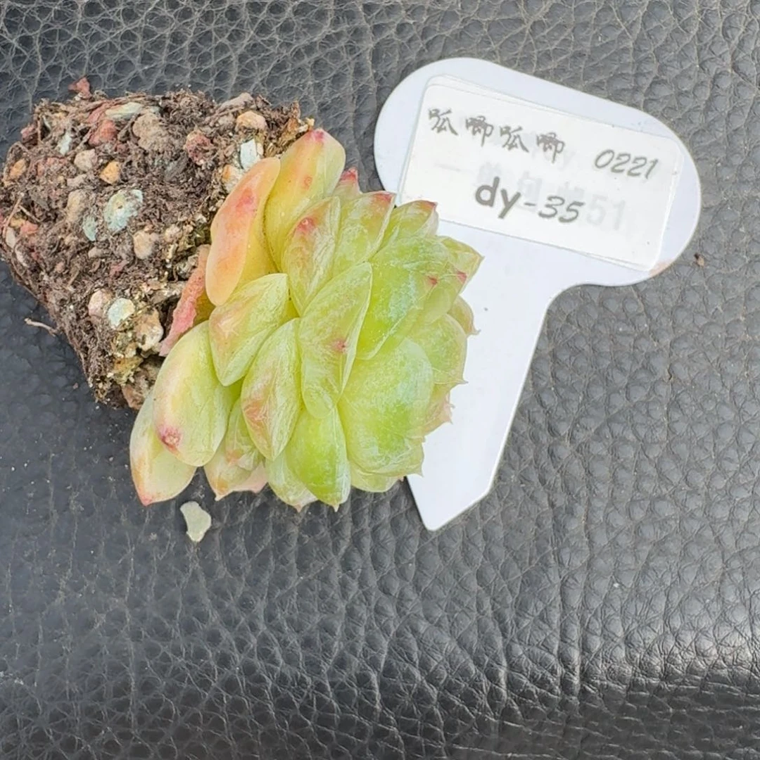 一***咪0221-035-甜心单头