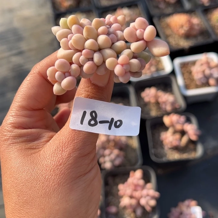 18-10粉色恋人小鹿