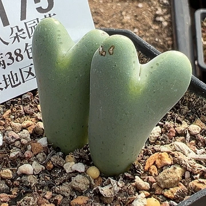 1***满无花朵175号大将风度