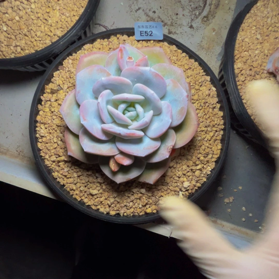 e e e e e e e e e 52