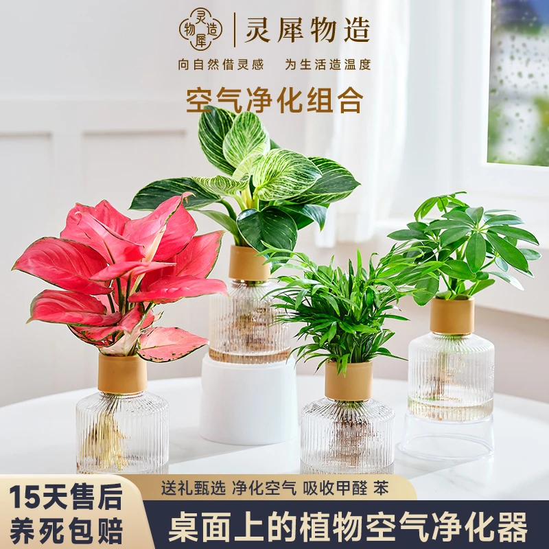 【拍一发四】袖珍椰子铂金钻蔓绿绒鸭脚木如意皇后自然园艺绿植盆栽