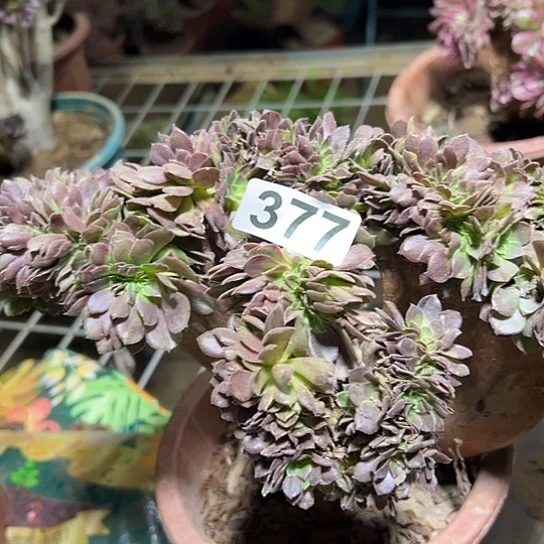 瘦***）多肉植物一个微瑕万追377
