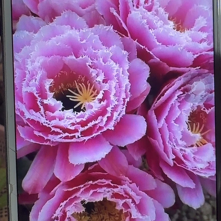 芸儿侧芽5公分左右毛花柱（20包邮）
