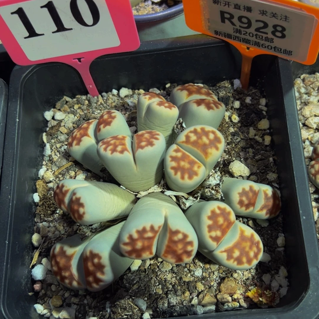 928 一物一拍，默认有伤，介意勿拍，不退不换