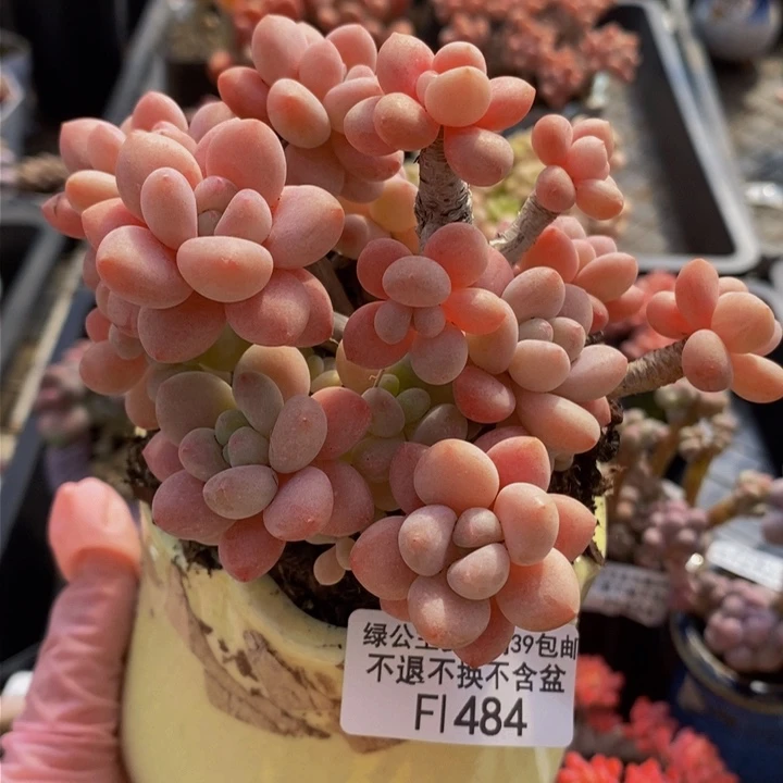 鱼子酱老桩11cm484多肉植物