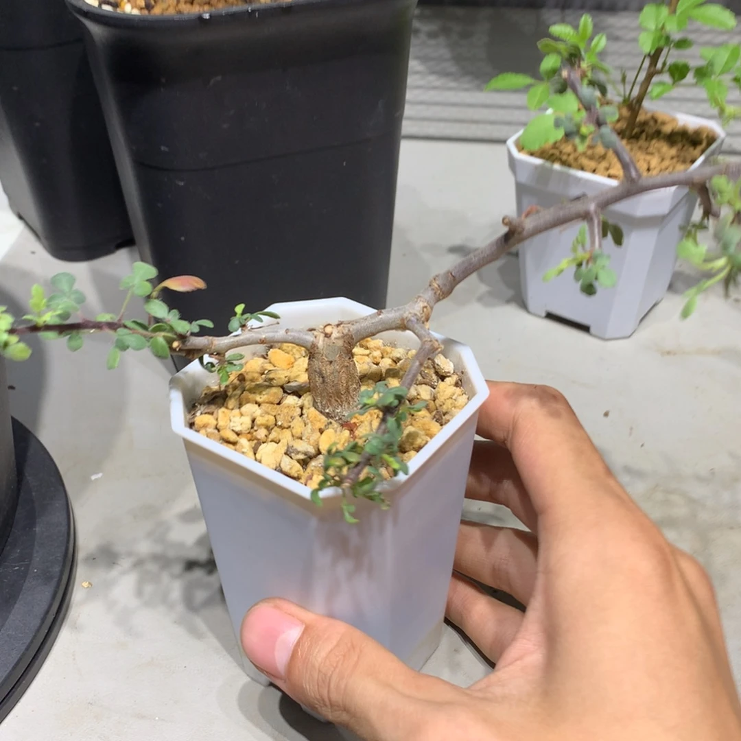 初***_绒叶没药橄榄实生带盆土