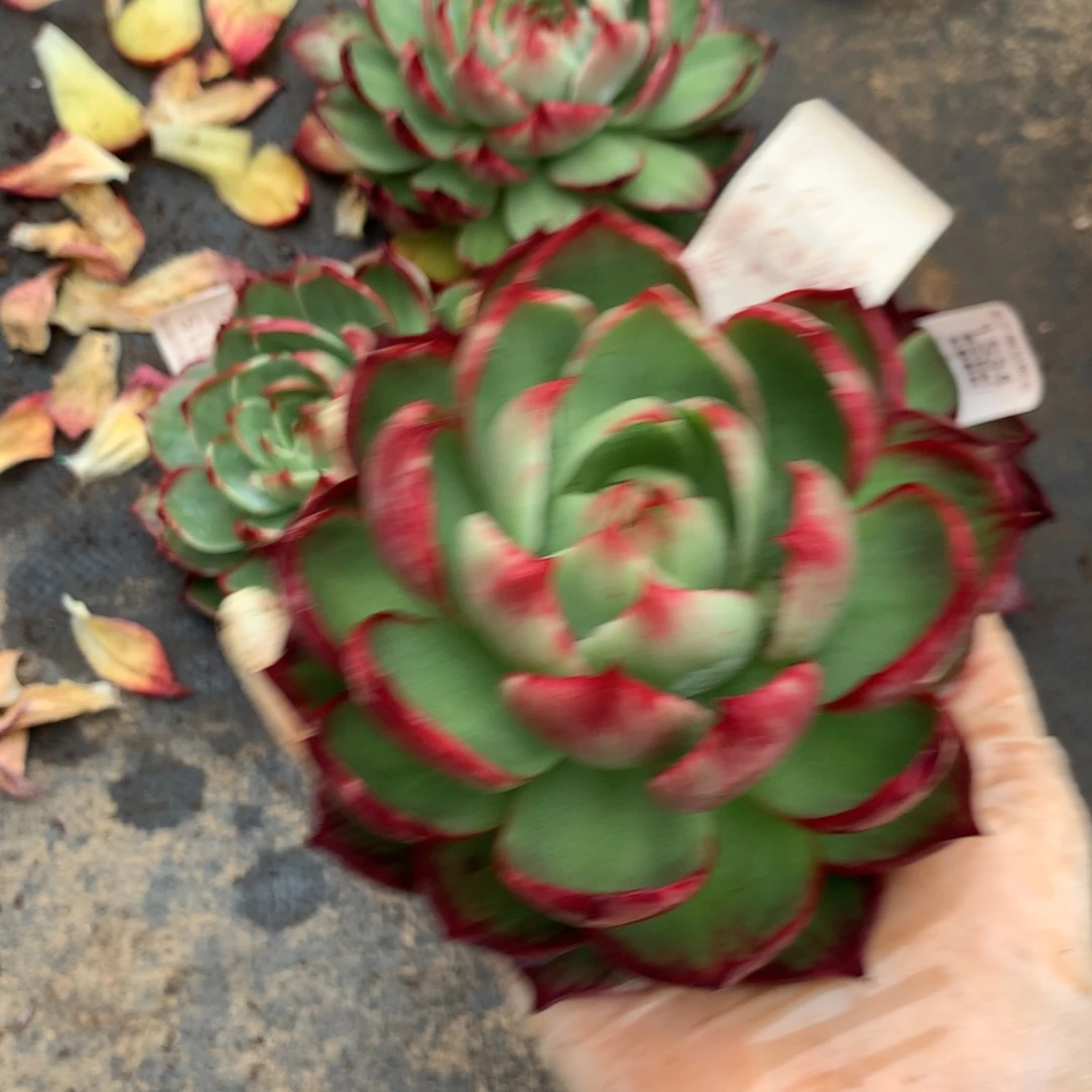 1279号多肉植物惊鸿12