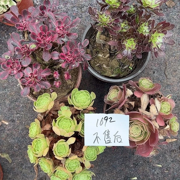 可***奶四颗法师多肉组合