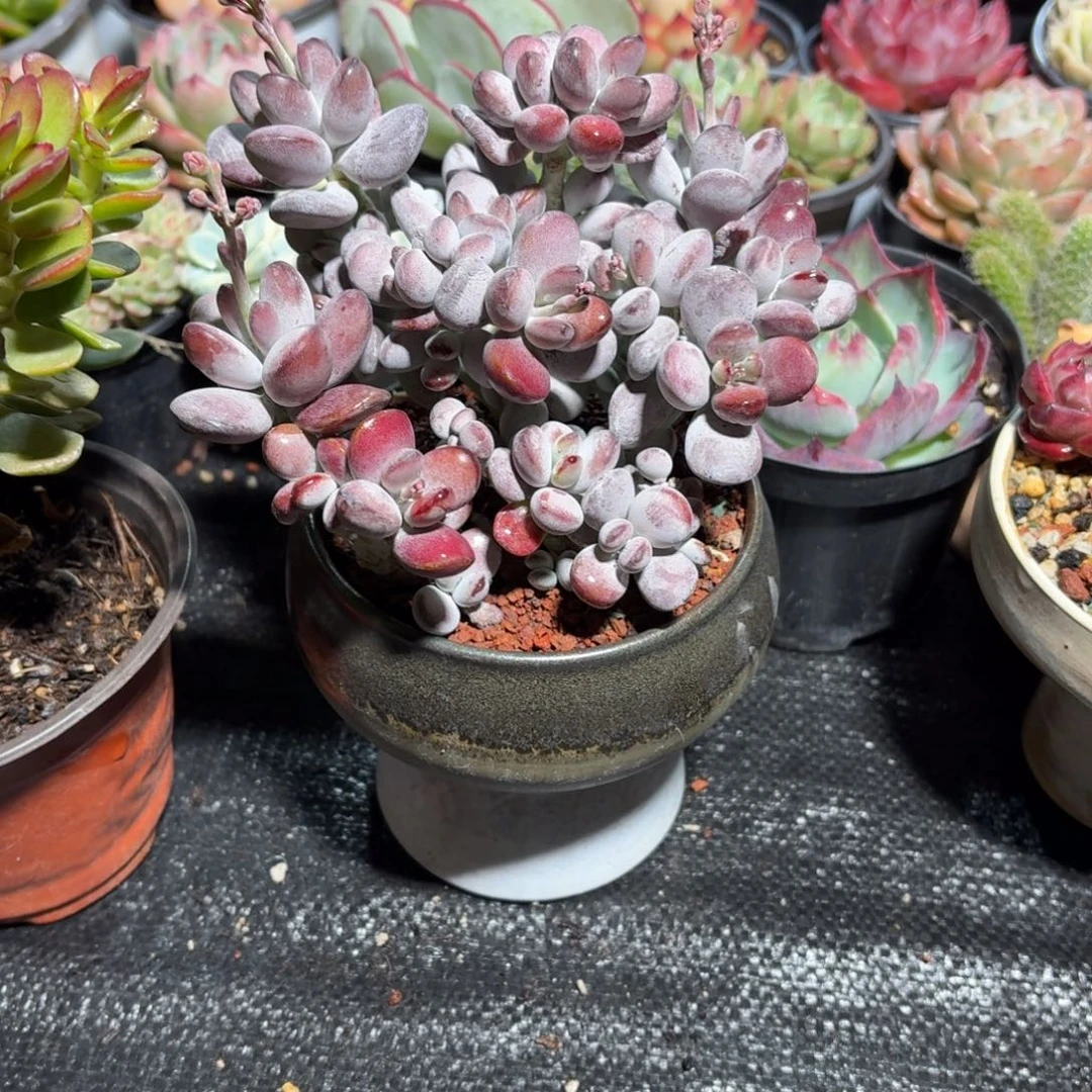 木****?乒乓福娘多肉带盆015