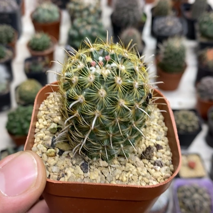 绿花金罗萨特价福利