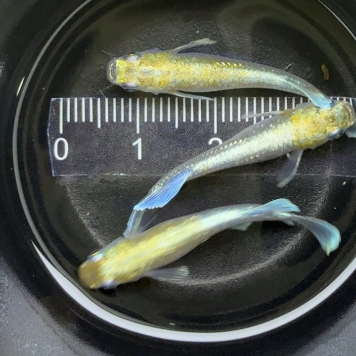 青鳉鱼宽鳍祖母绿35号