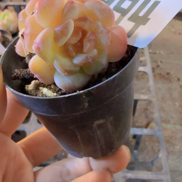 394、qwqwqqqqqqqqqqq