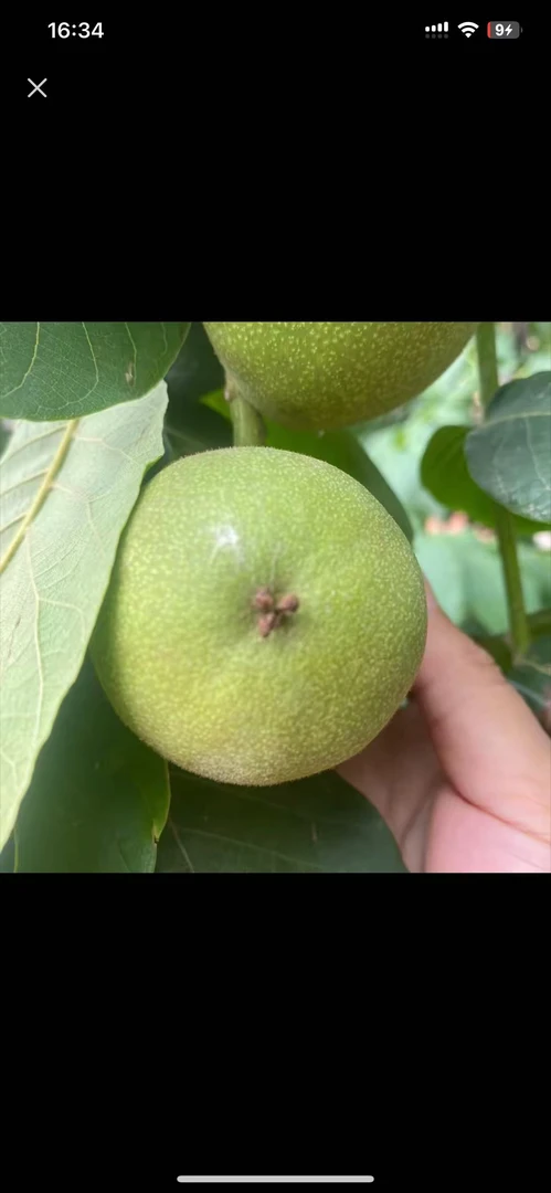 定制类文玩核桃不支持七天无理由退换