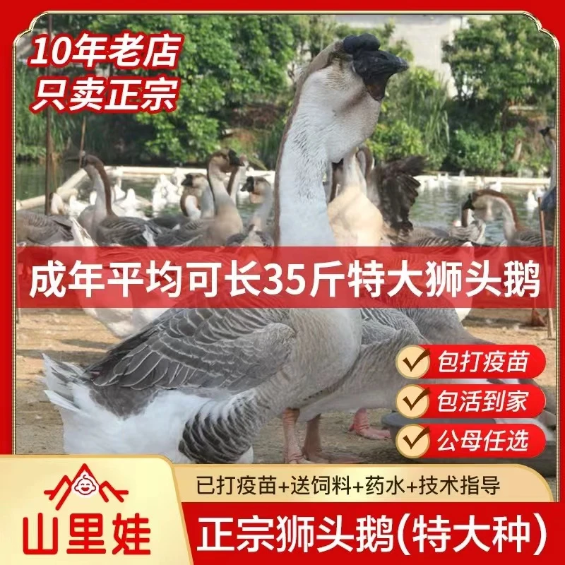宠物狮头鹅【活的包邮】