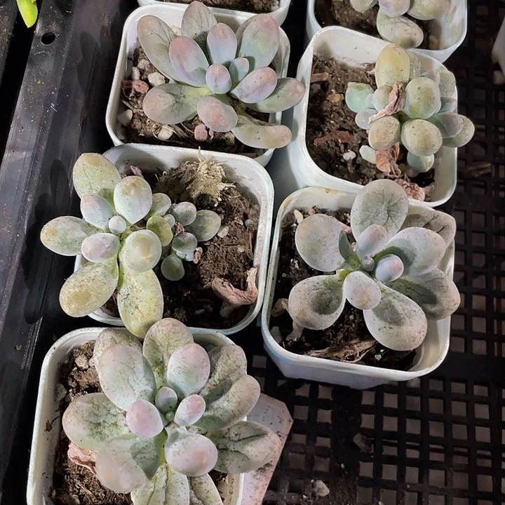 汤圆2.8带盆土发货