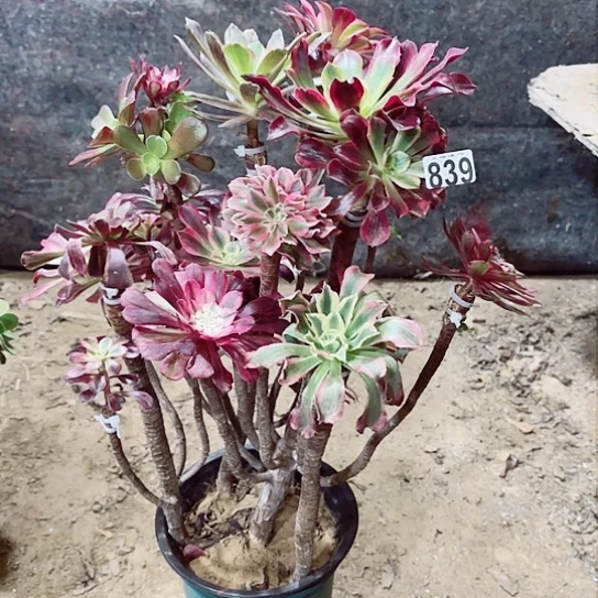 839嫁接老桩法师